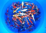 Suda 15-18cm  tosai mix (Japanse Koi), Ophalen of Verzenden, Nieuw
