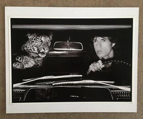 Albert Watson - Mick Jagger in auto con il leopardo, Los, Antiek en Kunst, Kunst | Schilderijen | Modern