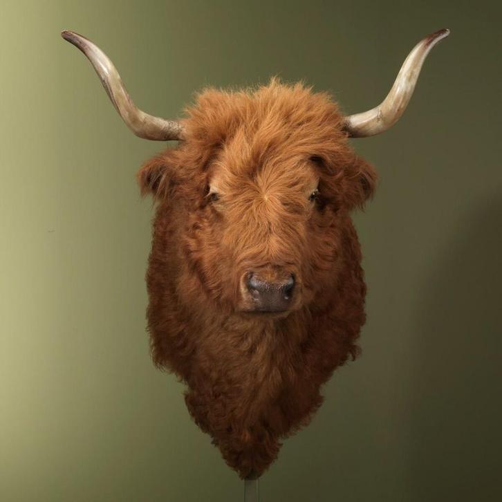 Schotse Hooglander Taxidermie Opgezette Dieren By Max, Verzamelen, Dierenverzamelingen, Opgezet dier, Nieuw, Wild dier, Ophalen of Verzenden