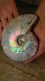 Ammoniet - Gefossiliseerd dier - Aioloceras (Cleoniceras), Verzamelen, Nieuw
