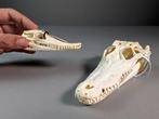 Siamese krokodil Schedel - Crocodylus siamensis Pair (with, Verzamelen, Dierenverzamelingen, Nieuw