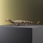 Krokodil Baby Taxidermie Opgezette Dieren By Max, Verzamelen, Dierenverzamelingen, Nieuw, Opgezet dier, Ophalen of Verzenden, Reptiel of Amfibie
