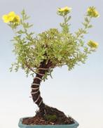 Bonsaï de potentilla fruticosa dans un bac à bonsaï. -