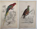 William Jardine - Collection of 26 Hand Coloured Plates -
