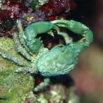 Mithrax / Emerald Krab, Animaux & Accessoires, Poissons | Poissons d'aquarium