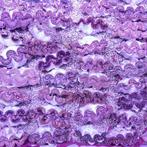 Tridacna Maxima - Gold  M (5-7 cm), Verzenden, Nieuw