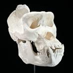 Replica van de Gorilla-schedel op een aangepaste standaard -