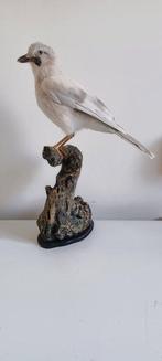 Albino-gaai Taxidermie volledige montage - Garrulus