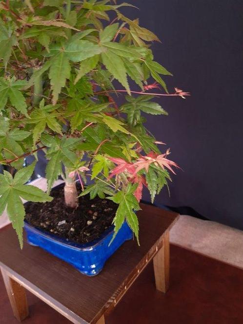 Esdoorn Bonsai - Hoogte (boom): 40 cm - Diepte (boom): 32 cm, Antiek en Kunst, Curiosa en Brocante
