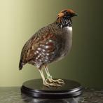 Gewone Bospatrijs Taxidermie Opgezette Dieren By Max, Ophalen of Verzenden, Nieuw, Vogel, Opgezet dier