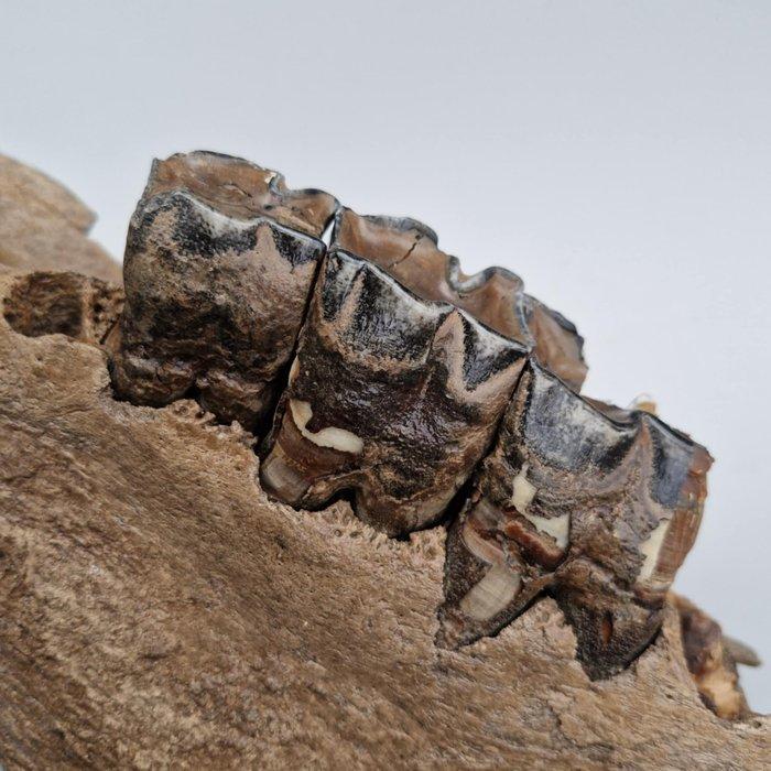 Wolharige neushoorn - Gefossiliseerde kaak - Coelodonta, Verzamelen, Mineralen en Fossielen