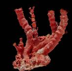 Buitengewone RODE Koraal  VERZAMELINGSOBJECT  Bloedkoraal, Nieuw