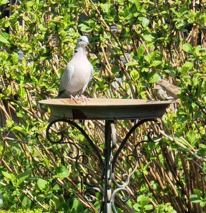 Vogelbad - IJzer, Antiek en Kunst, Kunst | Designobjecten