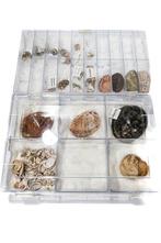 kleine en fijne meerohrschnecke Skelet - Haliotidae - 0 mm -