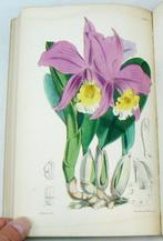 Joseph Dalton Hooker - Curtiss Botanical Magazine;