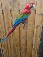 Green-winged Macaw - Taxidermie volledige montage - Ara, Nieuw