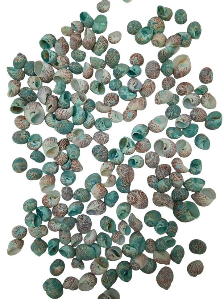 Pulla Muttai Schelpen Groen 500 gram, Hobby en Vrije tijd, Knutselen, Nieuw