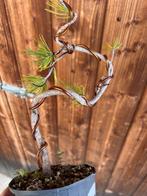 Den bonsai (Pinus) - Hoogte (boom): 25 cm - Diepte (boom):, Antiek en Kunst