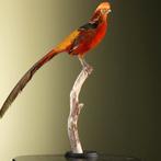 Goudfazant Taxidermie Opgezette Dieren By Max, Ophalen of Verzenden, Opgezet dier
