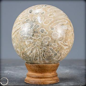 Corail fossile naturel extrêmement rare Sphère, Australie-