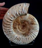 Ammoniet - Gefossiliseerd dier - Kranaosphinctes roedereri, Collections, Minéraux & Fossiles