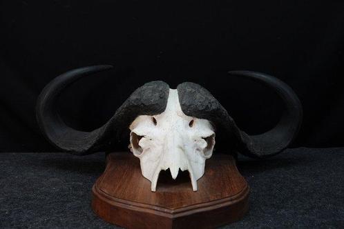 Large Cape Buffalo Schedel van een zoogdier - Syncerus, Verzamelen, Dierenverzamelingen