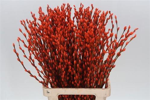 Katwilg wilgenkatjes gekleurde katjeswilg oranje salix, Hobby en Vrije tijd, Knutselen, Nieuw