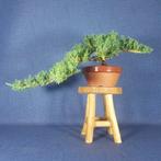 Jeneverbes bonsai (Juniperus) - Hoogte (boom): 12 cm -