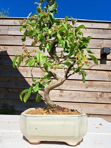 Malus bonsai (Malus sargentii) - Hoogte (boom): 35 cm -