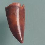Dinosaurus - Fossiele tand - Abelisaurus - 20 mm - 9 mm