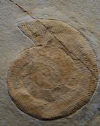 Ammonite - Animal fossilisé - Subplanites, Verzamelen
