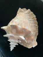 Set van twee fossiele schelpen – conque & bénitier van de