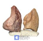 Gefossiliseerde klauw - Set of 2 Rare Partial Unidentified