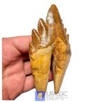 Grote Basilosauride -cf Pappocetus- (primitieve