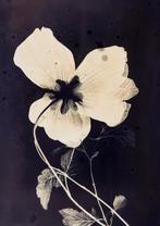Jorge Omeñaca - Flowering II
