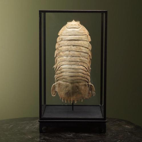 Diepzee Pissebed in Vitrine, Verzamelen, Dierenverzamelingen, Opgezet dier, Nieuw, Wild dier, Ophalen of Verzenden