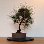 Pinus thunbergii - Japanse zwarte den pre-bonsai, Tuin en Terras, Bloeit niet, Verzenden, Overige soorten, Minder dan 100 cm