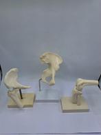 Anatomisch model (3) - Hars - 1960-1970 - Knie en