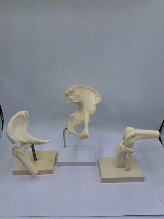 Anatomisch model (3) - Hars - 1960-1970 - Knie en, Antiek en Kunst, Antiek | Wandborden en Tegels