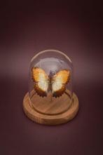 Vlinder Taxidermie volledige montage - Cymothoe beckeri -, Antiek en Kunst