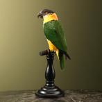 Zwartkopcaique Taxidermie Opgezette Dieren By Max, Ophalen of Verzenden, Nieuw, Vogel, Opgezet dier