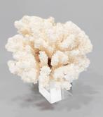 Blumenkoralle objet de collection - Hauteur : 20 cm -