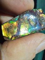 Ammoliet - Fossiel fragment - Placenticeras - 39.5 mm - 18.6