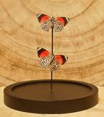 Vlinder Taxidermie volledige montage - Diaethria - 16 cm -, Nieuw