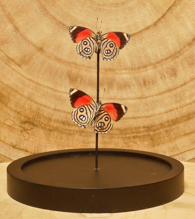 Vlinder Taxidermie volledige montage - Diaethria - 16 cm -, Verzamelen, Dierenverzamelingen