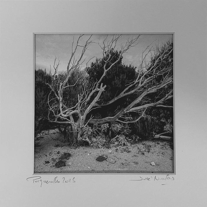 José Nicolas (1956) - Les végétaux, Porquerolles, 2015, Antiquités & Art, Art | Objets design