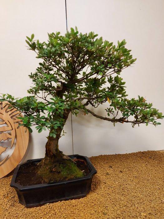 Azalea bonsai (Rhododendron) - Hoogte (boom): 54 cm - Diepte, Antiek en Kunst, Curiosa en Brocante