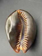 Gastéropode Coquillage marin - Cyprae mauritania (Sans prix, Antiek en Kunst
