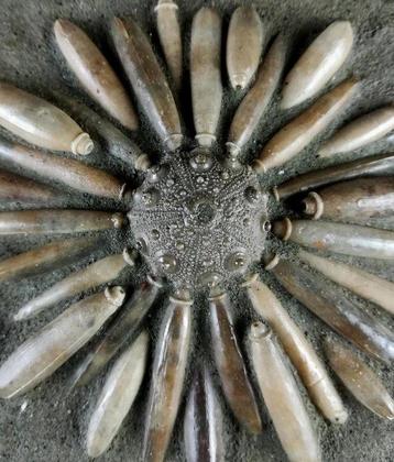 Fossile de oursin de mer !!! - Carapace avec radioles -, Collections