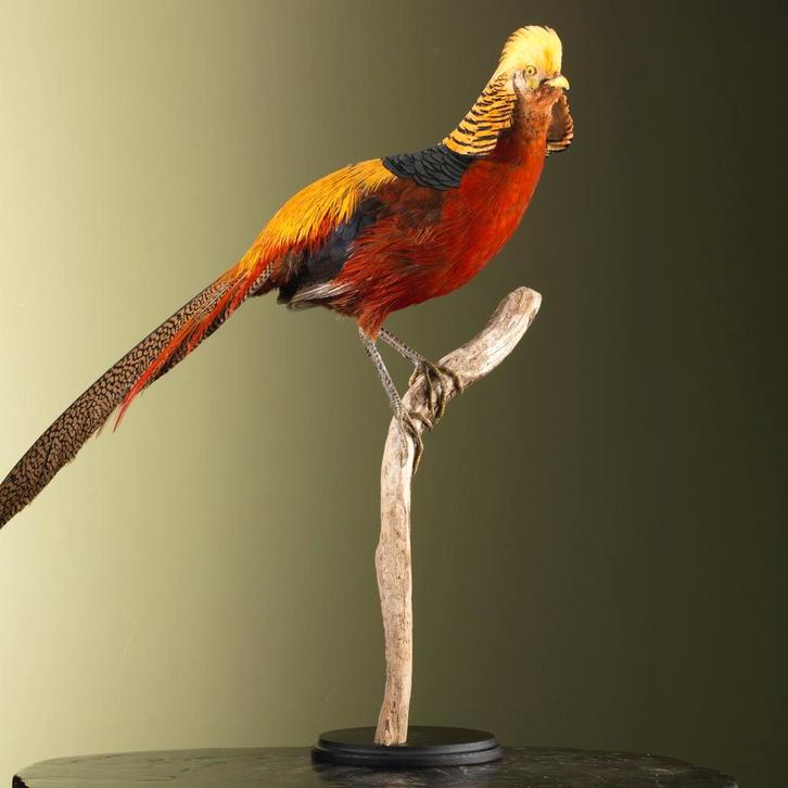 Goudfazant Taxidermie Opgezette Dieren By Max, Collections, Collections Animaux, Enlèvement ou Envoi